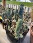 Preview: Trichocereus bridgesii monstrosus